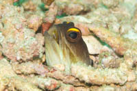 Yellowbarred jawfish 