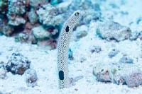 Spotted garden eel