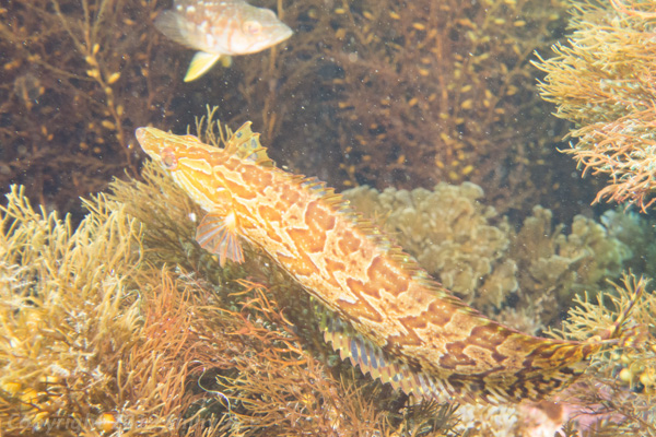 Giant kelpfish