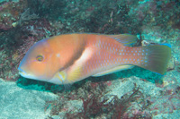 Scarbreast tuskfish
