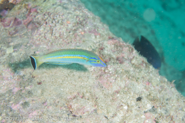 Smalltail wrasse