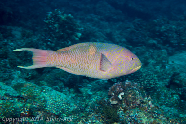 Golden-spot hogfish