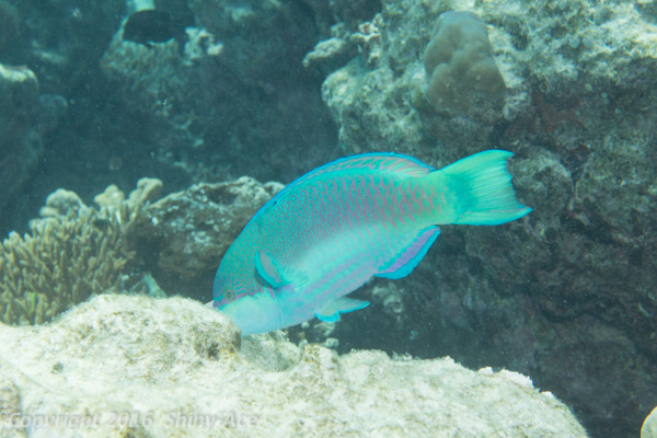 Globehead parrotfish