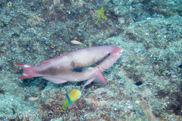 Forsten's parrotfish