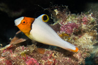 Bicolour parrotfish: Juvenile