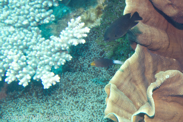 Filament-finned parrotfish