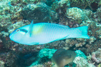 Yellowbarred Parrotfish: Male