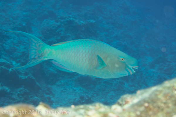 Ember parrotfish