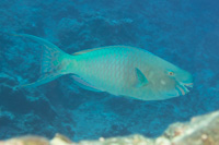 Ember parrotfish: Male