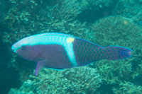 Yellowband parrotfish