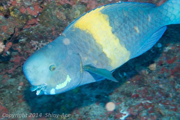 Yellowtail parrotfish