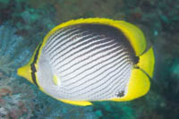 Black-backed butterflyfish 