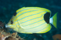 bluestripedbutterflyfish