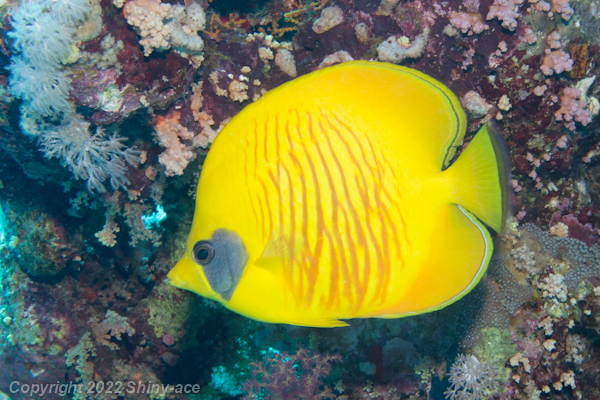 Golden butterflyfish,