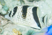 Asian butterflyfish 