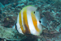 Orange-banded coralfish