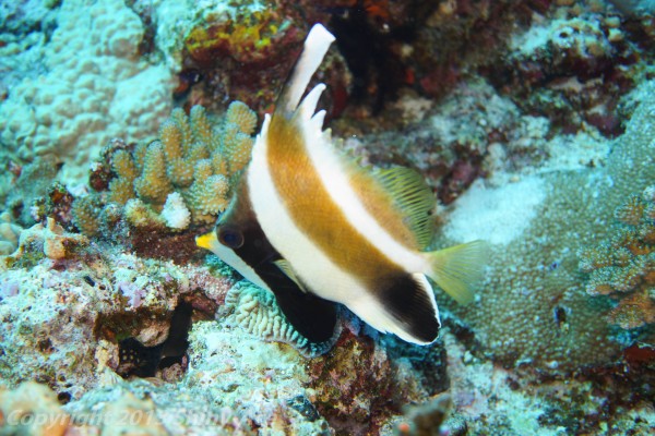 Pennant bannerfish