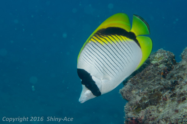 Lined butterflyfish