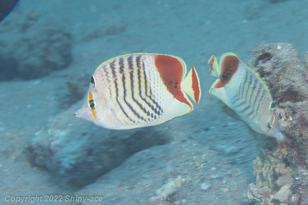 Redback butterflyfish