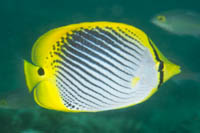 Spot-tail butterflyfish  