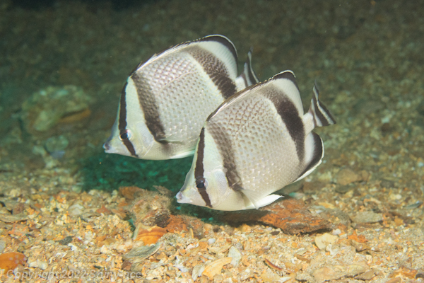 Threebanded butterflyfish