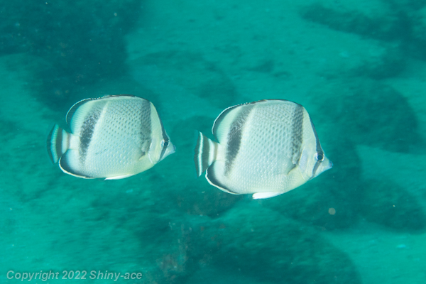 Threebanded butterflyfish
