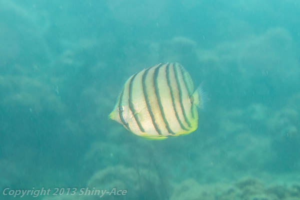 Eight-banded butterflyfish
