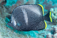 Wrought iron butterflyfish