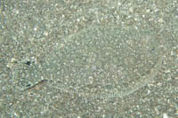 Largescale flounder