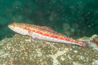 Leef lizardfish