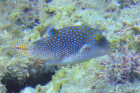 Spotted sharpnose puffer