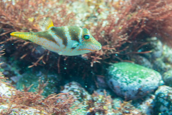 Crowned puffer