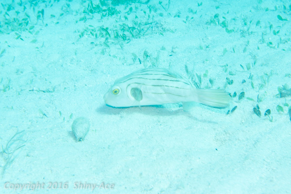 Narrow-lined puffer