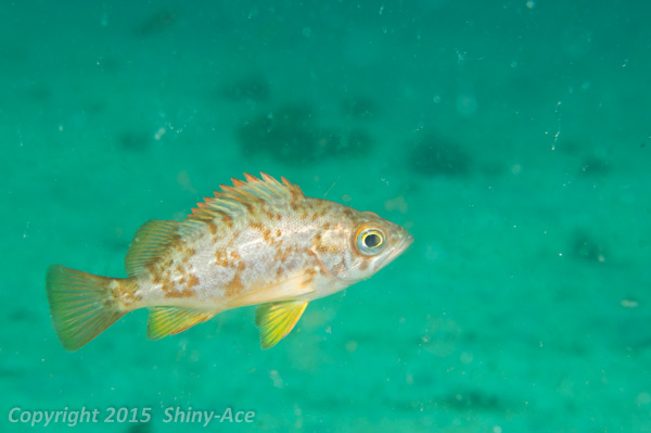 Darkbanded rockfish