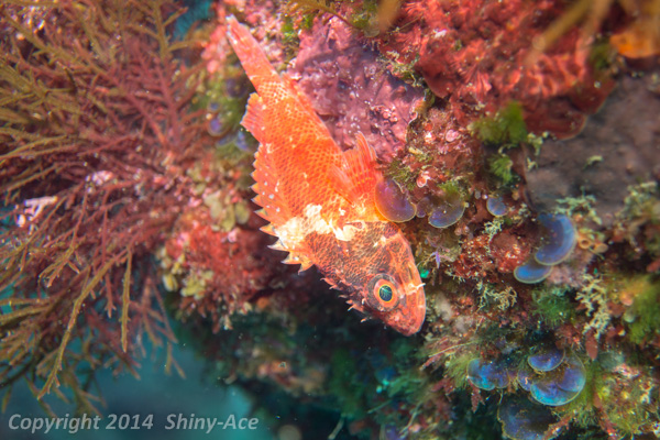 Cheekspot scorpionfish