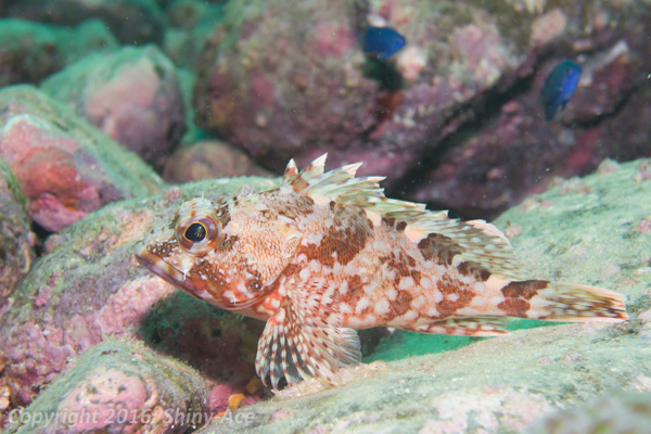 Marbled rockfish