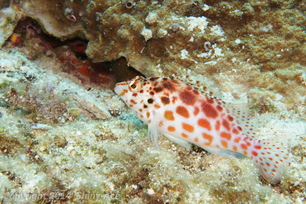 Coral hawkfish