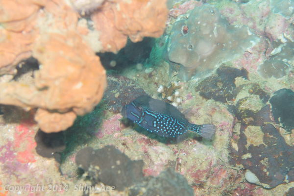 Solor boxfish