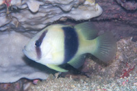 Barred soapfish