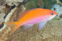 Red sea anthias (Female)
