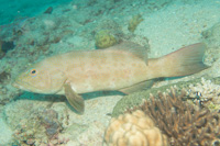 Leopaed coralgrouper