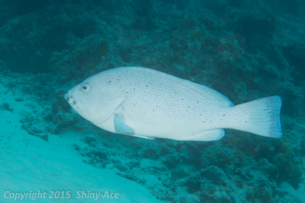 Speckled blue grouper
