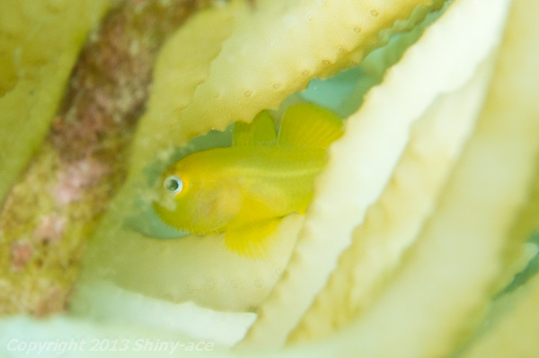 Emerald coral goby