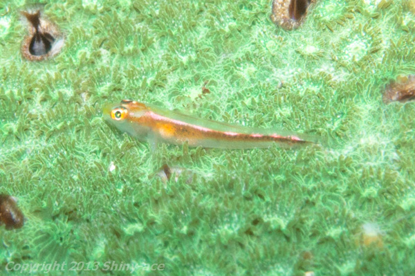 Michel's ghost goby