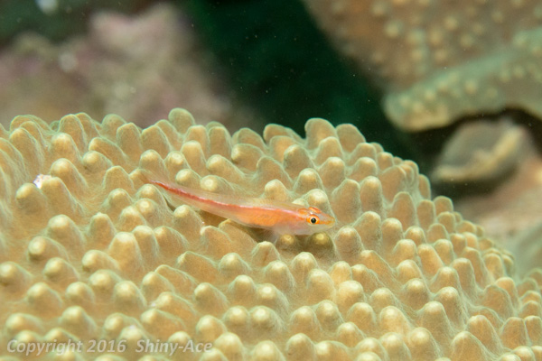 Michel's ghost goby