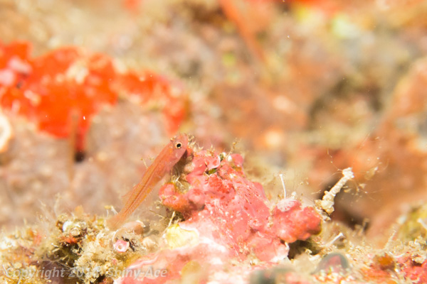 Trimma goby sp.5