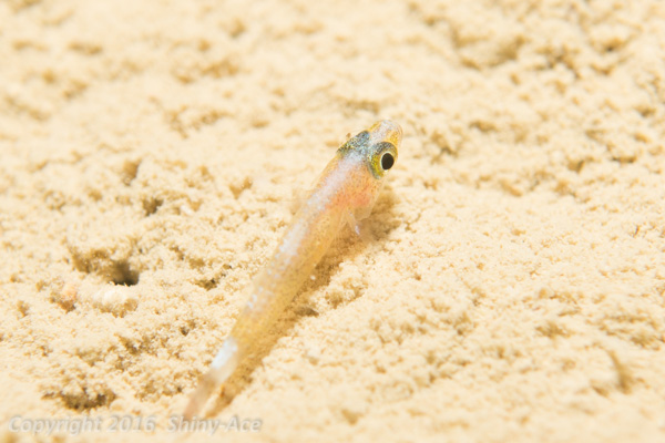 Trimma goby sp.6