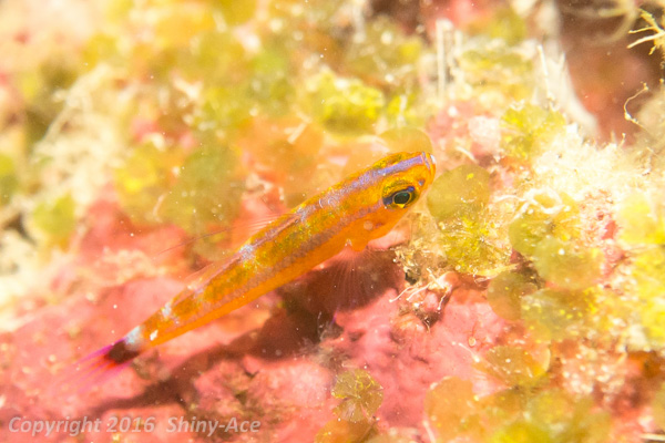 Trimma goby sp.9