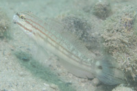Buan goby