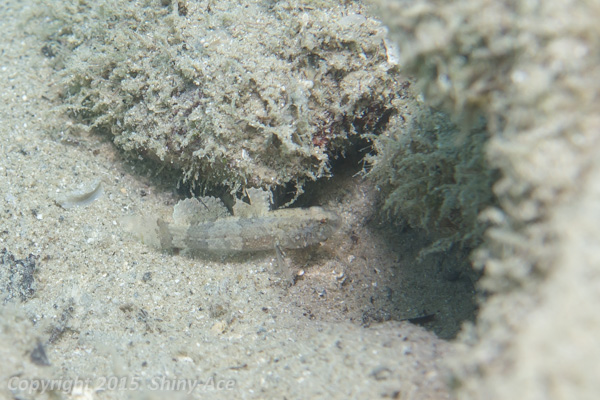 Pacific goby